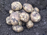2kg New Season Maris Piper Potatoes