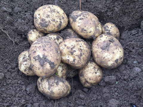 2kg New Season Maris Piper Potatoes